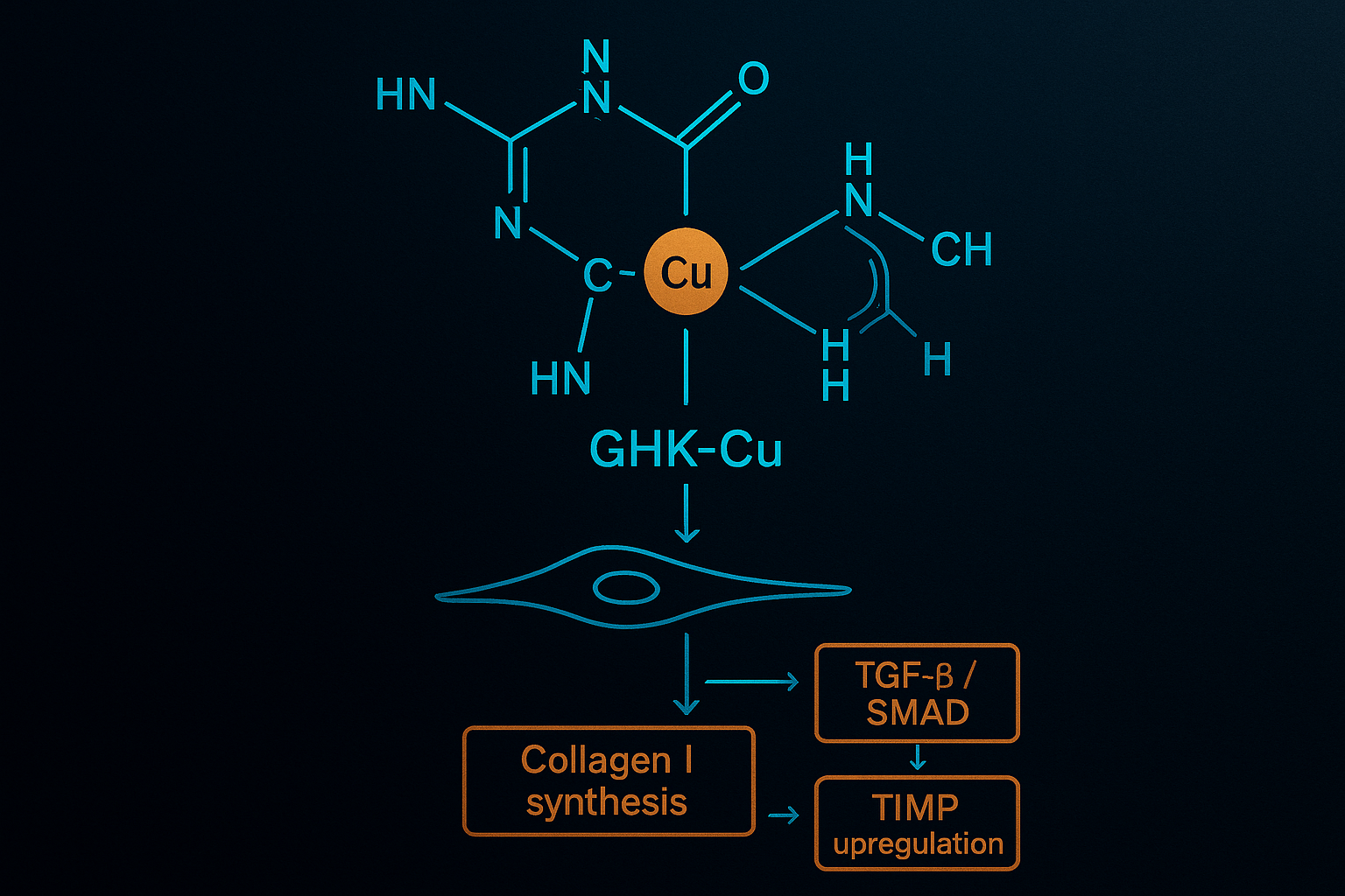 Molecular structure diagram of GHK-Cu copper complex with square-planar copper coordination and a pathway diagram of downstre
