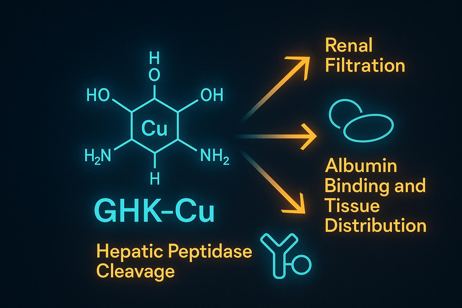 Diagram of GHK-Cu clearance pathways showing renal filtration, albumin binding, and peptidase cleavage in preclinical models