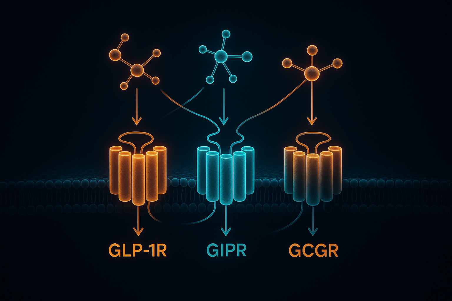 Diagram of GLP-1R, GIPR, and GCGR receptor engagement by single, dual, and triple agonist compounds